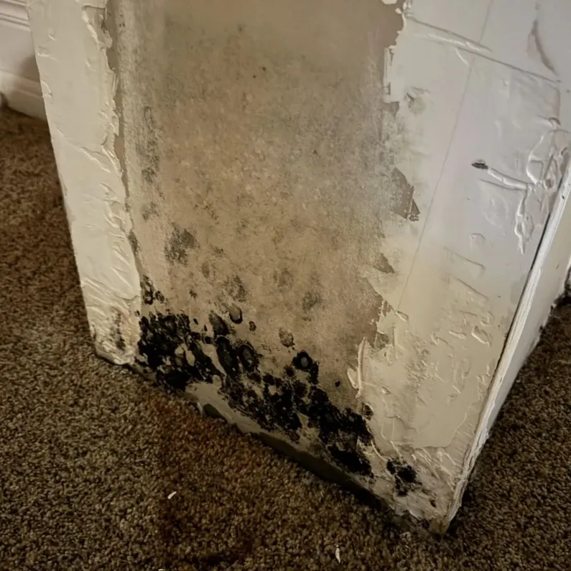 Professional Mold Removal in Lowell, NC